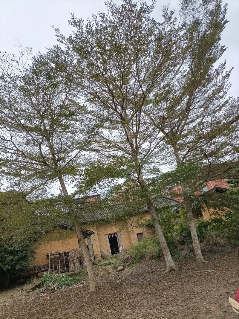 小叶榄仁