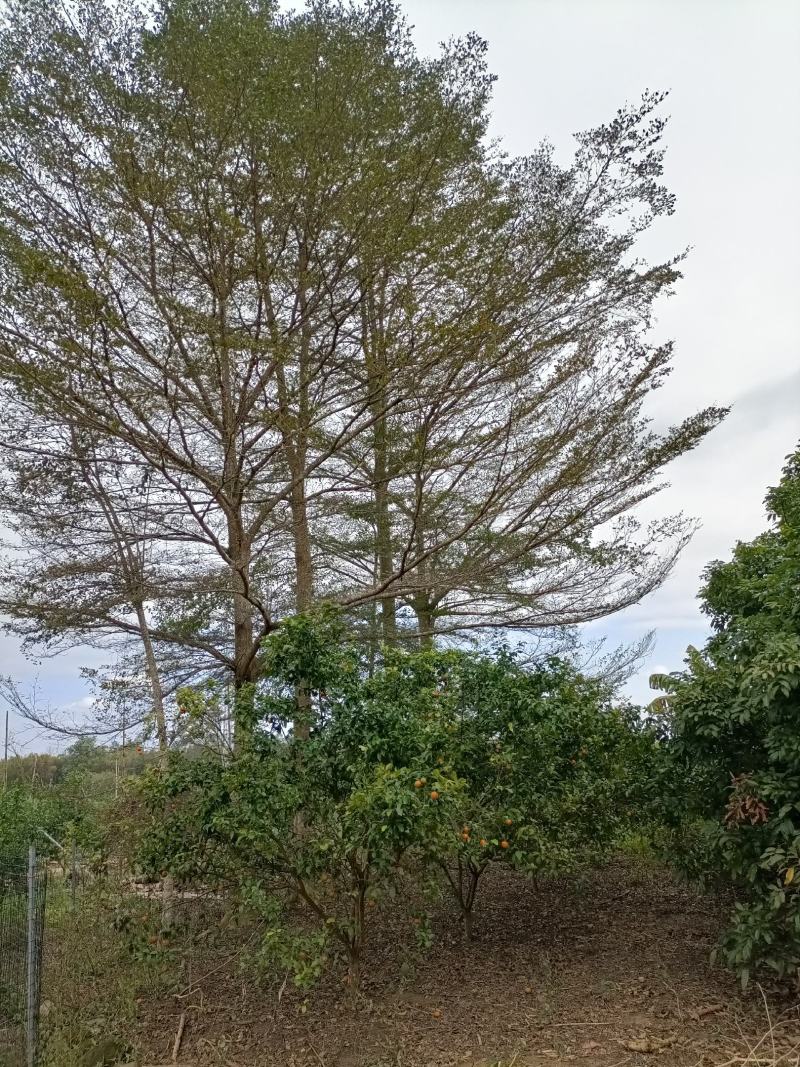 小叶榄仁
