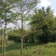 小叶榄仁