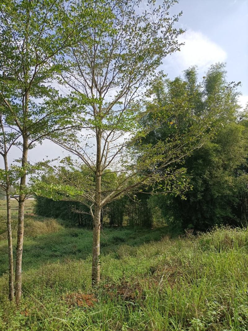 小叶榄仁