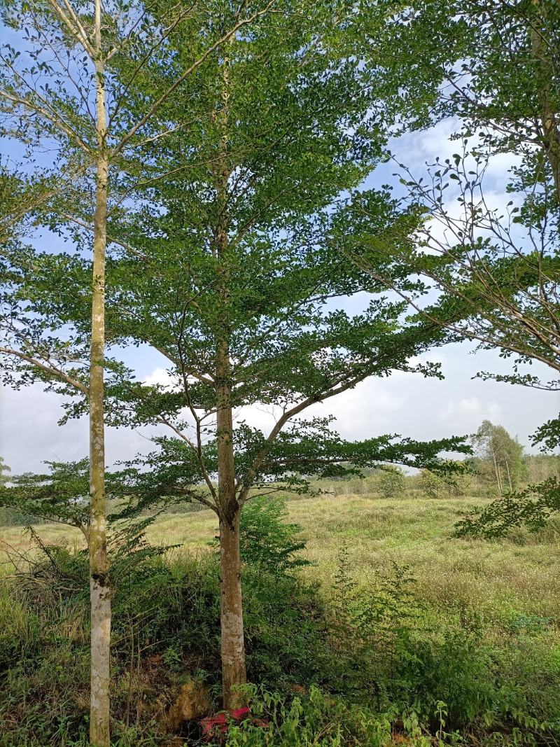 小叶榄仁