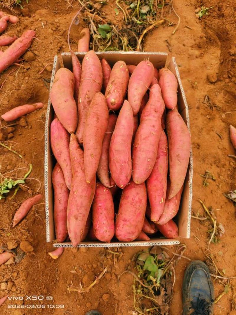 精品西瓜红红薯，产地直供，量大货优，欢迎选购