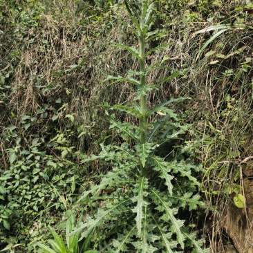 贵州三都本地正宗天然大蓟根、大刺儿菜