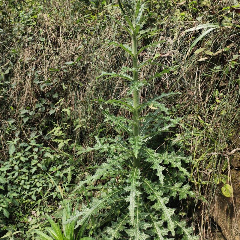 贵州三都本地正宗天然大蓟根、大刺儿菜