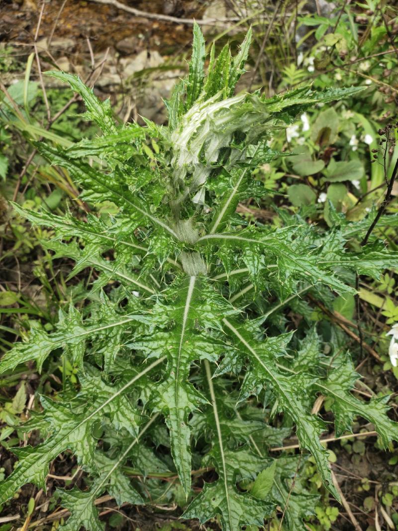 贵州三都本地正宗天然大蓟根、大刺儿菜