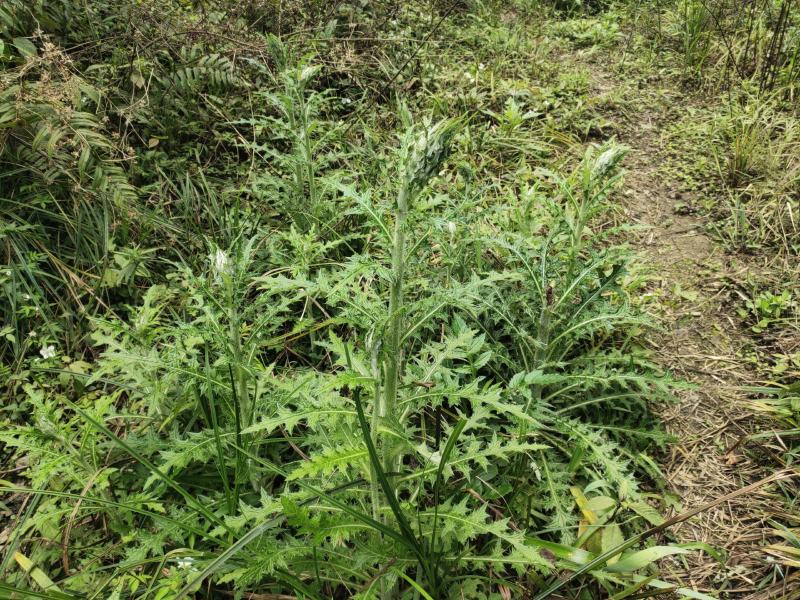 贵州三都本地正宗天然大蓟根、大刺儿菜