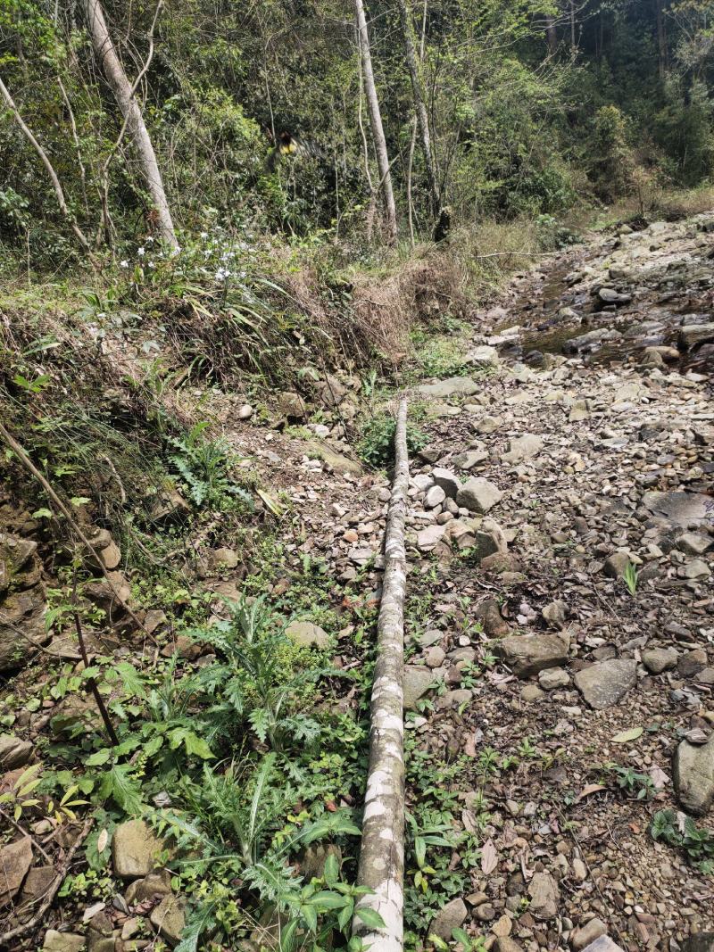 贵州三都本地正宗天然大蓟根、大刺儿菜