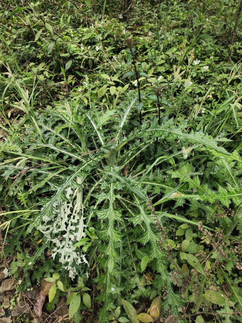 贵州三都本地正宗天然大蓟根、大刺儿菜