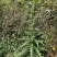 贵州三都本地正宗天然大蓟根、大刺儿菜