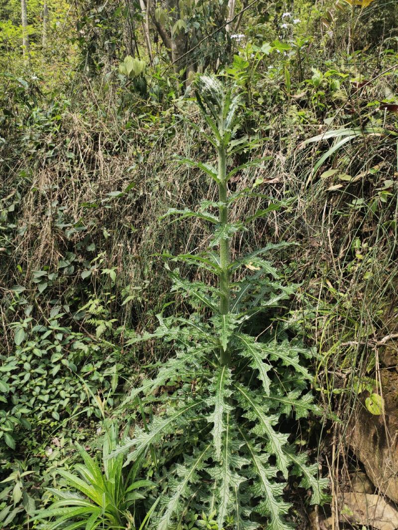 贵州三都本地正宗天然大蓟根、大刺儿菜