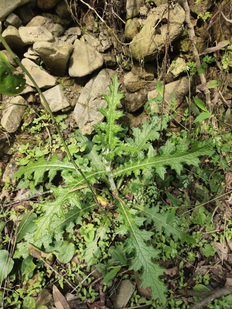 贵州三都本地正宗天然大蓟根、大刺儿菜