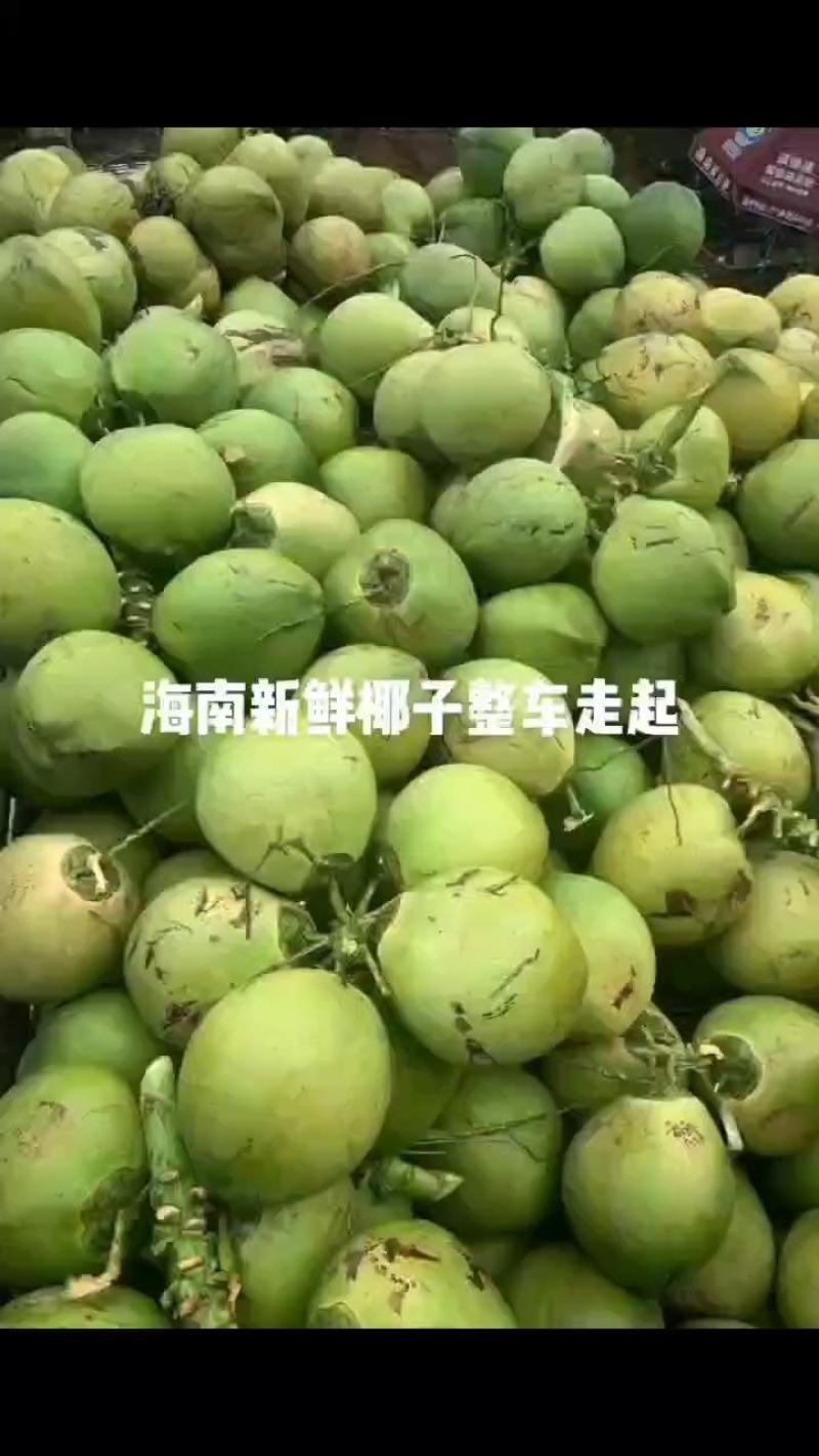 海南新鲜椰子