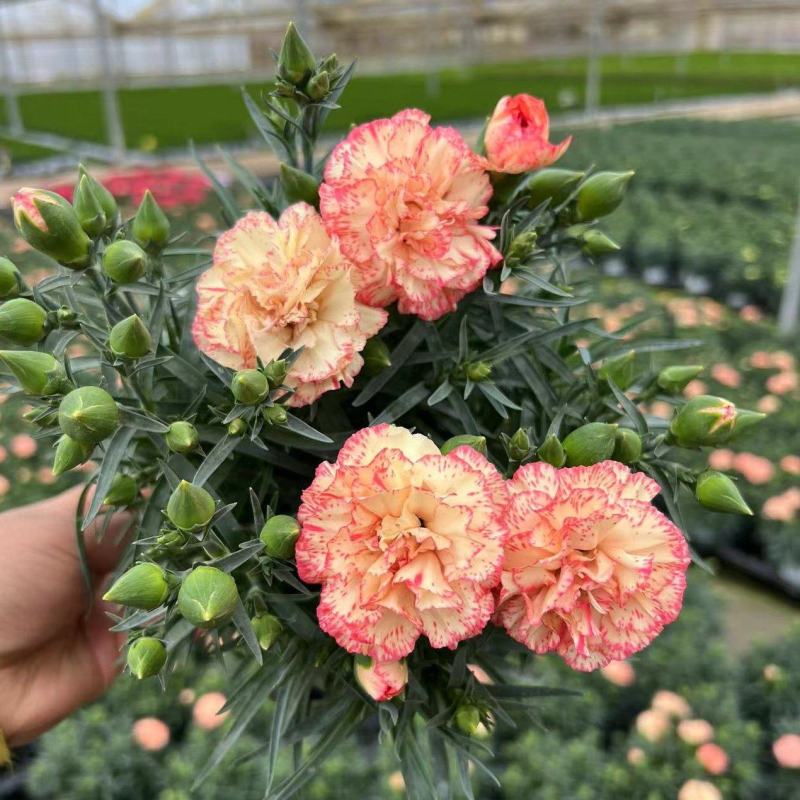 南美120康乃馨20装康乃馨盆花绿植