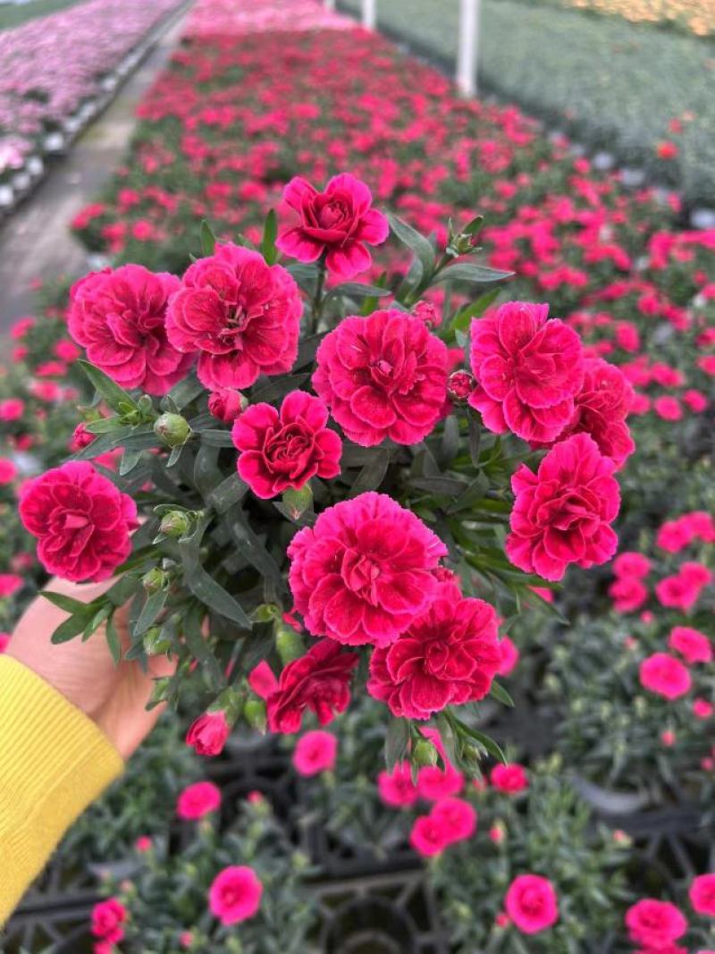 南美120康乃馨20装康乃馨盆花绿植
