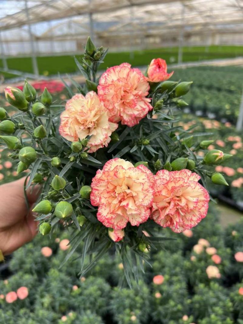 南美120康乃馨20装康乃馨盆花绿植