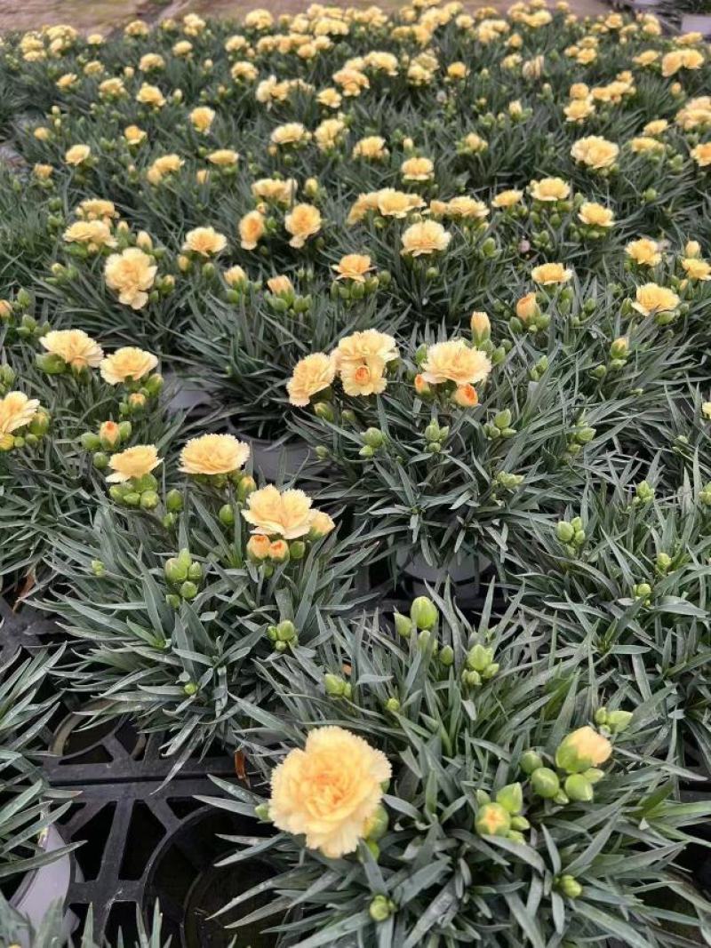 南美120康乃馨20装康乃馨盆花绿植