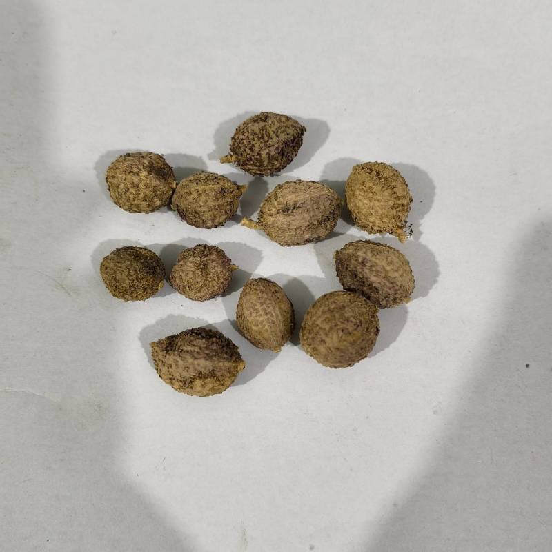 砂仁国产阳春沙仁含量达标实图拍摄今年新货