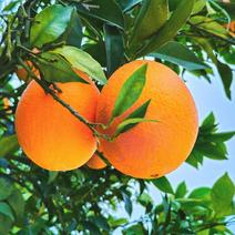 奉节脐橙，一树果，商品果二级果高次自家种代办