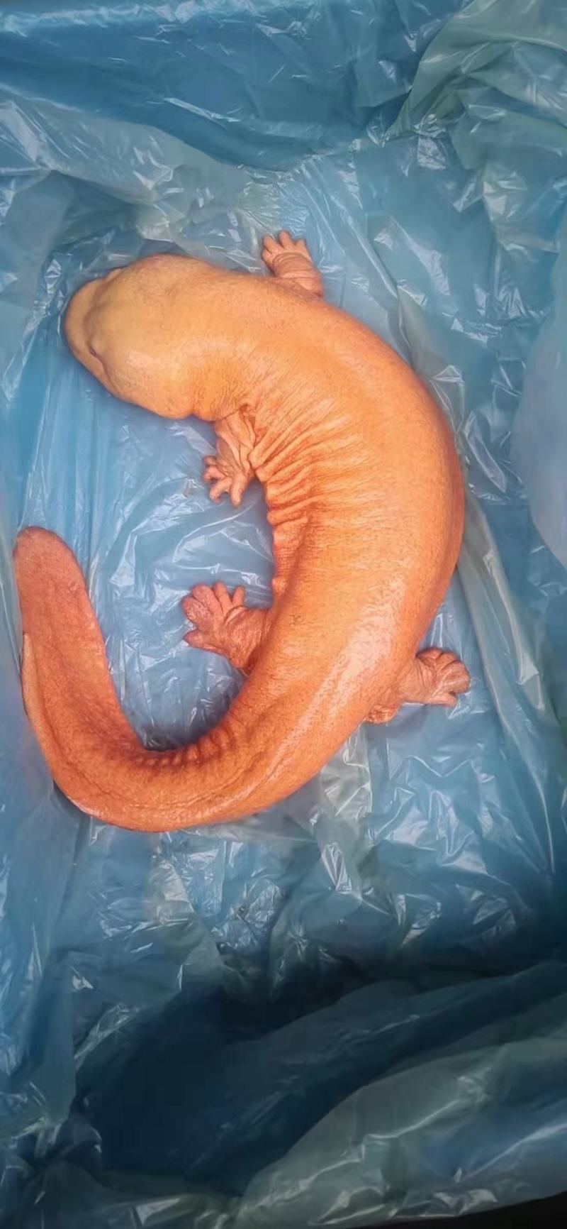 娃娃鱼