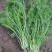 水果玉米、黄瓜、豆角、娃娃菜、香菜、回香、球生菜等……
