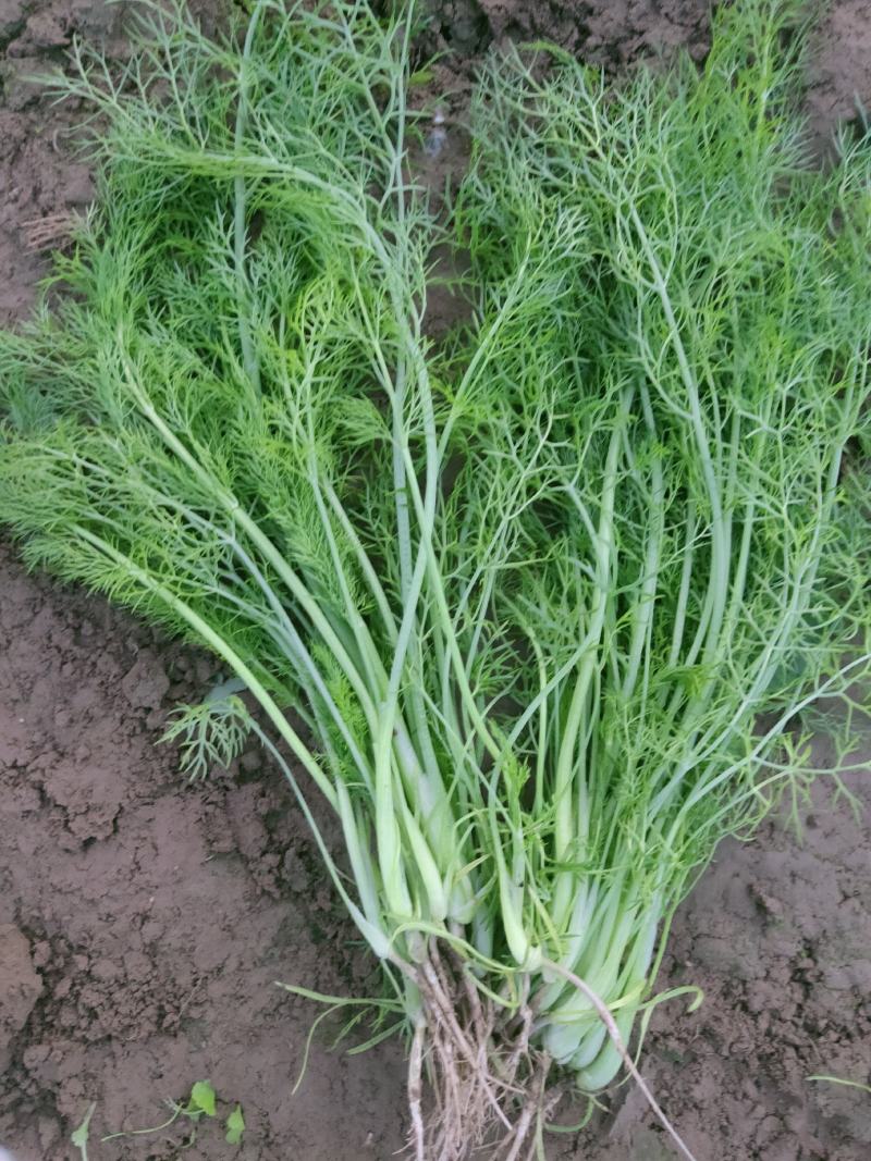水果玉米、黄瓜、豆角、娃娃菜、香菜、回香、球生菜等……
