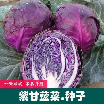 紫甘蓝种子紫色卷心菜紫包菜庭院阳台蔬菜种子易种高产