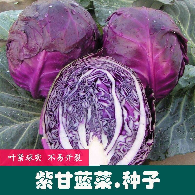 紫甘蓝种子紫色卷心菜紫包菜庭院阳台蔬菜种子易种高产