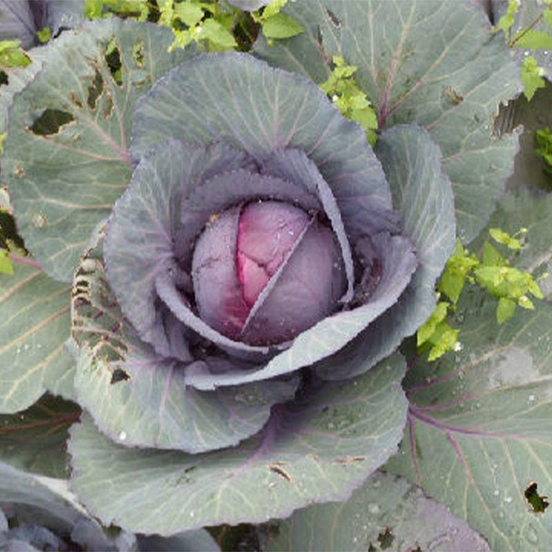 紫甘蓝种子紫色卷心菜紫包菜庭院阳台蔬菜种子易种高产