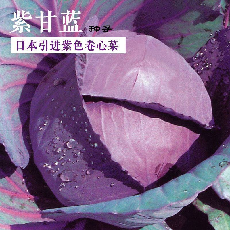 紫甘蓝种子紫色卷心菜紫包菜庭院阳台蔬菜种子易种高产
