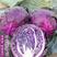 紫甘蓝种子紫色卷心菜紫包菜庭院阳台蔬菜种子易种高产