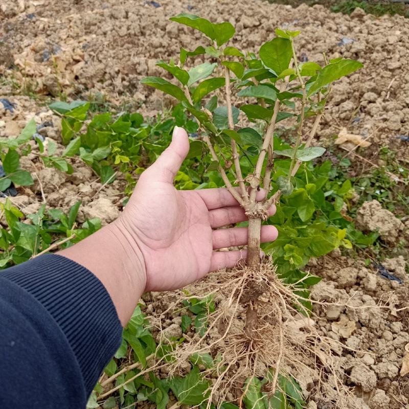 广西横县茉莉花苗1-4年茉莉花种植苗绿化苗（保质保量）