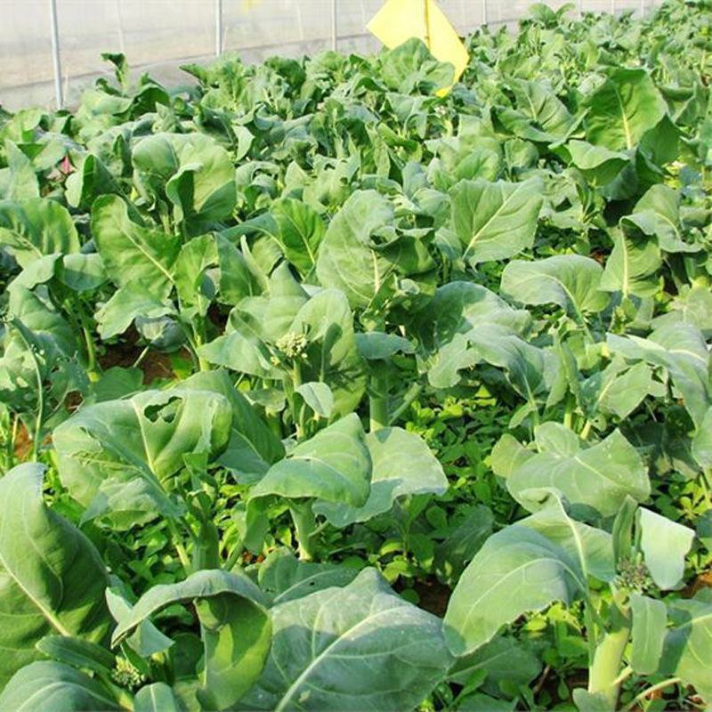鸡腿芥蓝种子芥兰菜种子春季种菜园种耐热耐寒农家四季播蔬菜