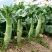 鸡腿芥蓝种子芥兰菜种子春季种菜园种耐热耐寒农家四季播蔬菜