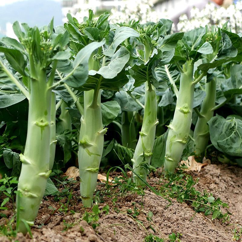 鸡腿芥蓝种子芥兰菜种子春季种菜园种耐热耐寒农家四季播蔬菜