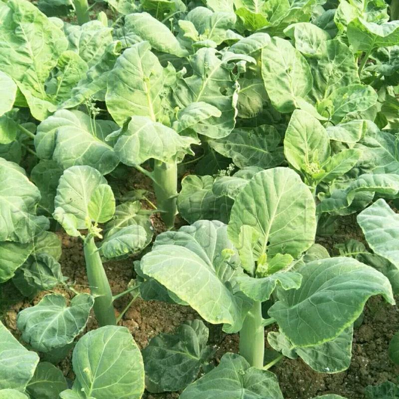 鸡腿芥蓝种子芥兰菜种子春季种菜园种耐热耐寒农家四季播蔬菜