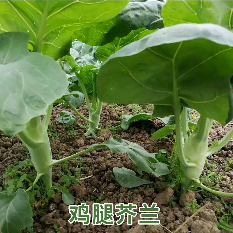 鸡腿芥蓝种子芥兰菜种子春季种菜园种耐热耐寒农家四季播蔬菜