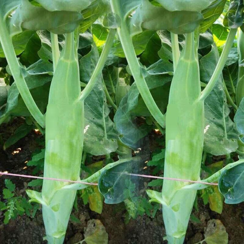 鸡腿芥蓝种子芥兰菜种子春季种菜园种耐热耐寒农家四季播蔬菜