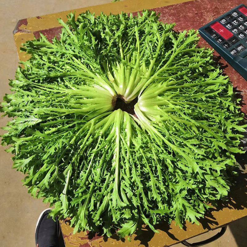 碎叶苦苣种子，单株重500克左右