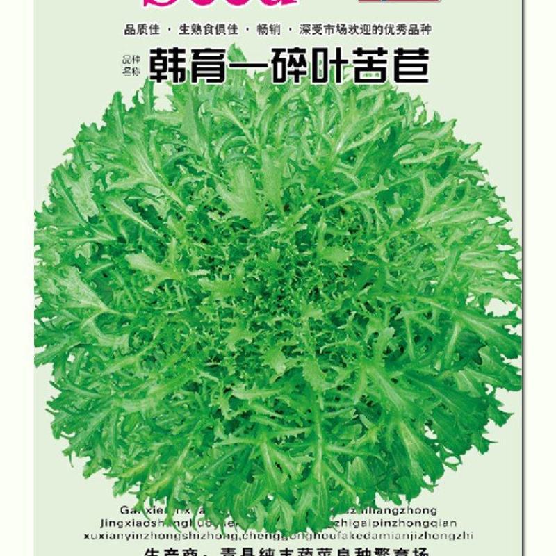 碎叶苦苣种子，单株重500克左右