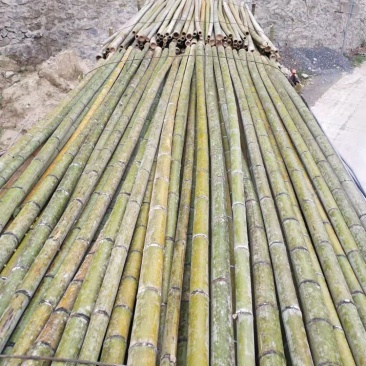香蕉竹规格在竹头量到1.5米的地方5.5寸以上；7寸下的