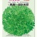 碎叶苦苣种子，单株重500克左右