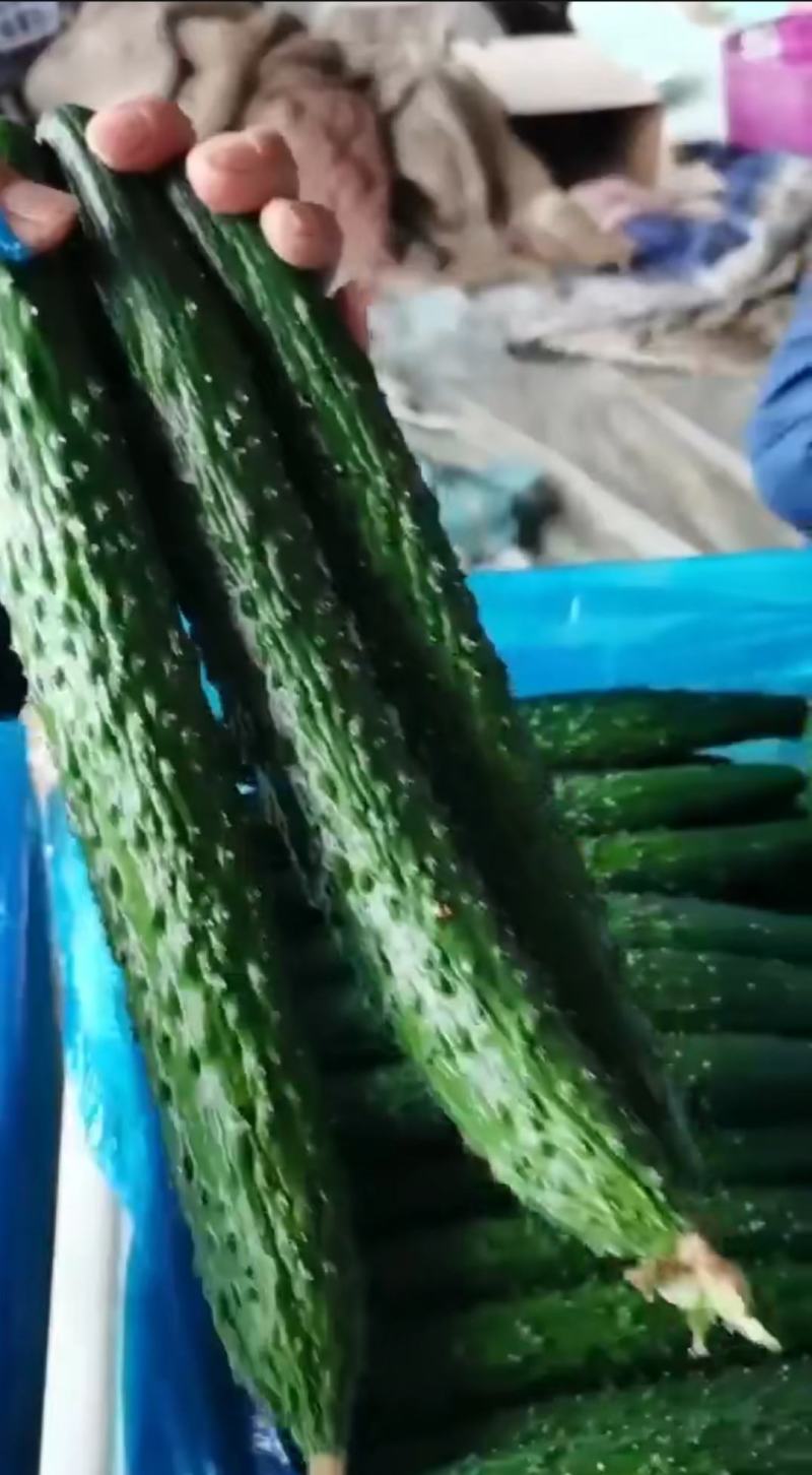 精品带刺黄瓜大量上市。质量有保证。电商货。商超货。