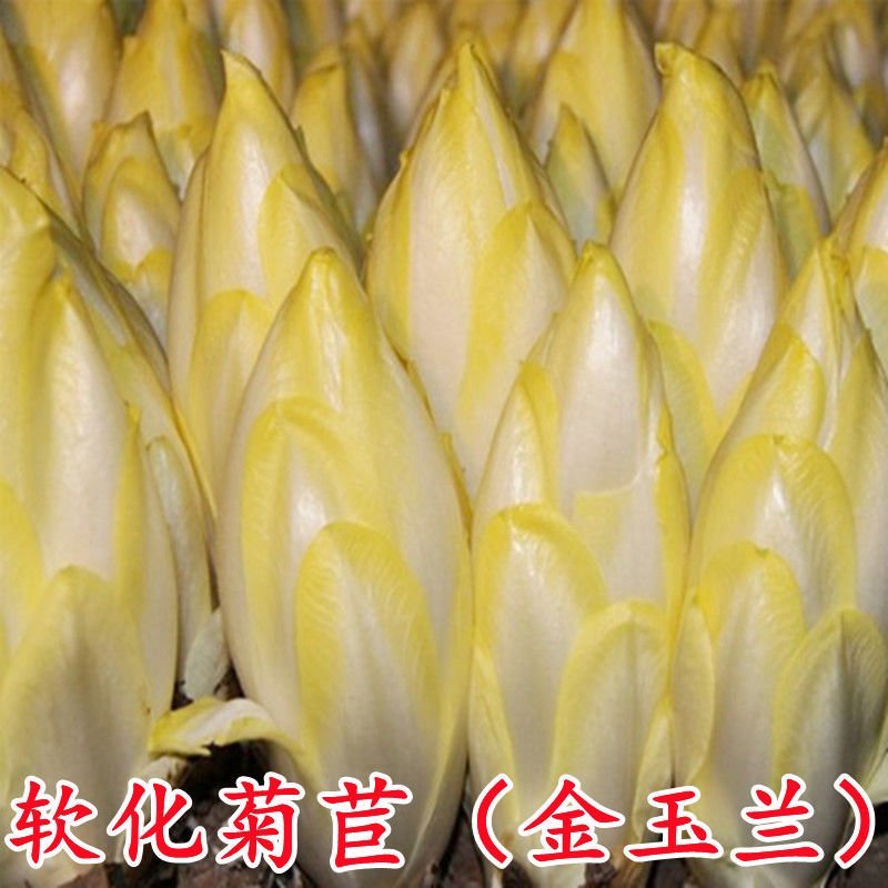 生菜种子玉兰菜种子菊苣芽球生菜欧洲比利时软化菊苣四季阳台