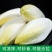生菜种子玉兰菜种子菊苣芽球生菜欧洲比利时软化菊苣四季阳台