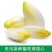 生菜种子玉兰菜种子菊苣芽球生菜欧洲比利时软化菊苣四季阳台