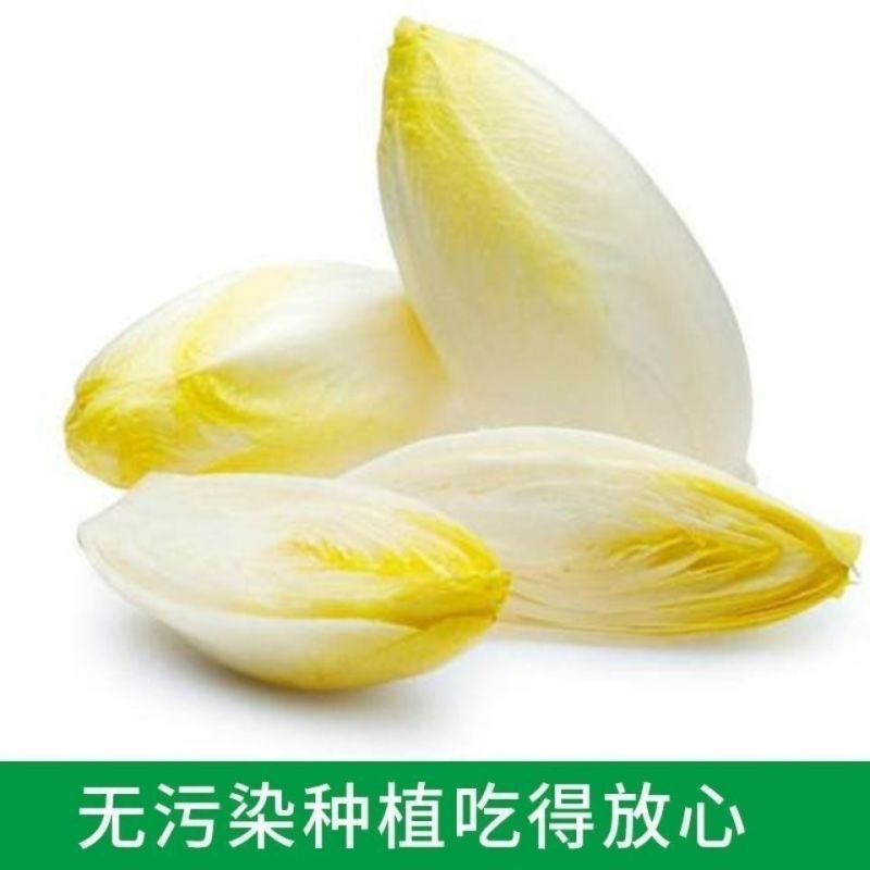 生菜种子玉兰菜种子菊苣芽球生菜欧洲比利时软化菊苣四季阳台