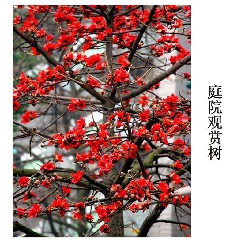 木棉花树苗木棉英雄树