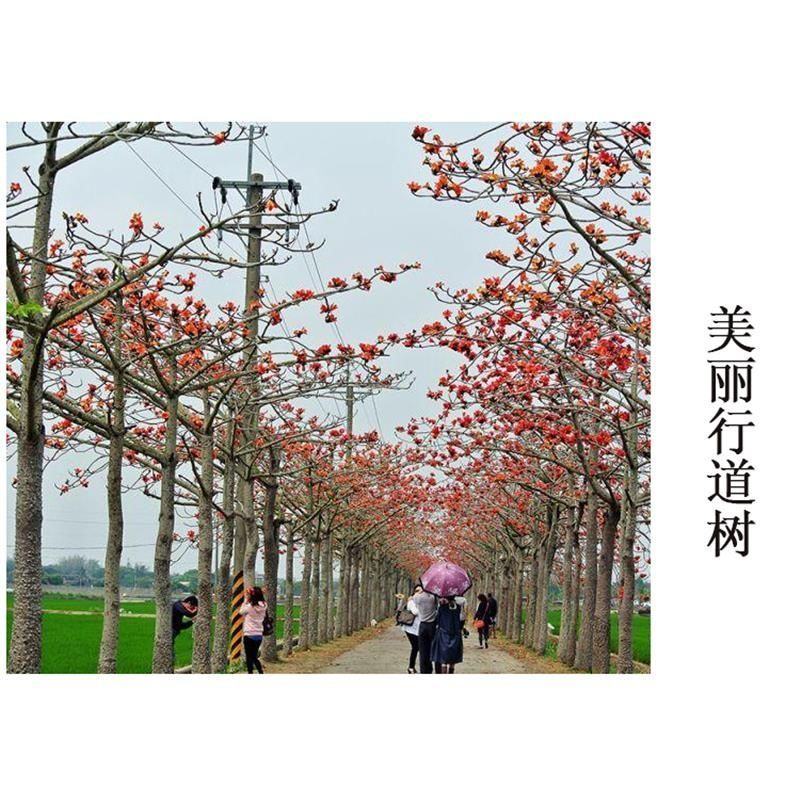 木棉花树苗木棉英雄树