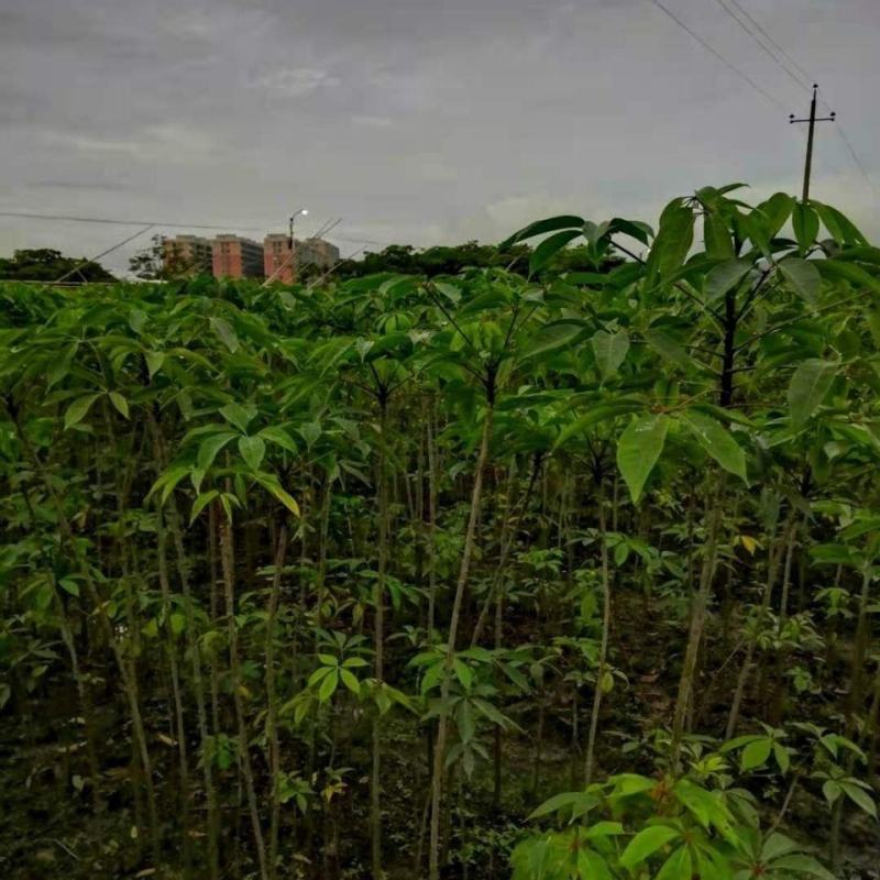 木棉花树苗木棉英雄树