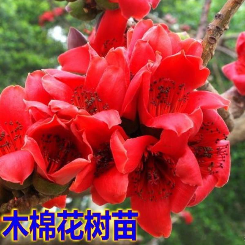 木棉花树苗木棉英雄树